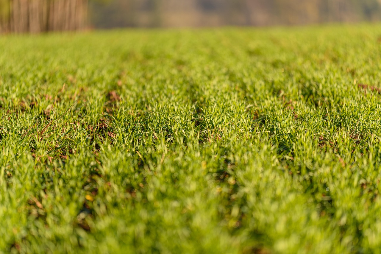 Lush green seedlings
